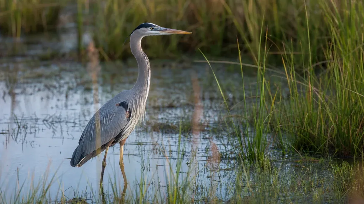 Wildlife Watching waterway guide illustration